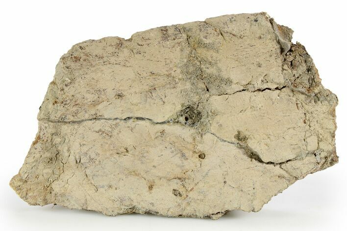 Dinosaur (Triceratops) Frill Shield Section - North Dakota #252713